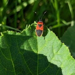 Dindymus versicolor (Harlequin Bug) at North Albury, NSW - 6 Mar 2023 by Darcy