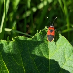 Dindymus versicolor at North Albury, NSW - suppressed