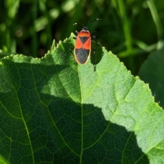 Dindymus versicolor at North Albury, NSW - suppressed