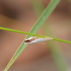 Scieropepla polyxesta (A Gelechioid moth (Xyloryctidae)) at O'Connor, ACT - 11 Feb 2023 by ConBoekel