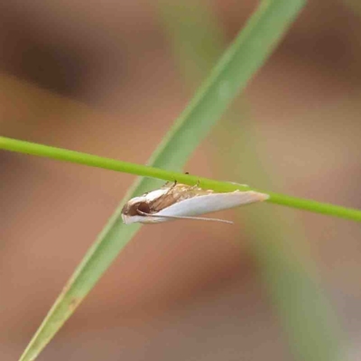 Scieropepla polyxesta (A Gelechioid moth (Xyloryctidae)) at Dryandra St Woodland - 11 Feb 2023 by ConBoekel