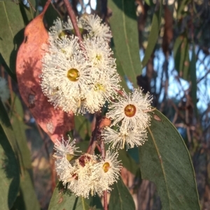 Eucalyptus macrorhyncha at Bonython, ACT - 7 Mar 2023 06:35 PM