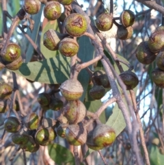 Eucalyptus macrorhyncha at Bonython, ACT - 7 Mar 2023 06:35 PM