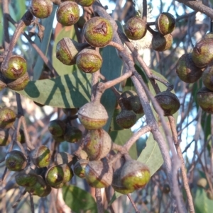 Eucalyptus macrorhyncha at Bonython, ACT - 7 Mar 2023