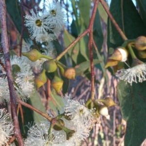 Eucalyptus macrorhyncha at Bonython, ACT - 7 Mar 2023