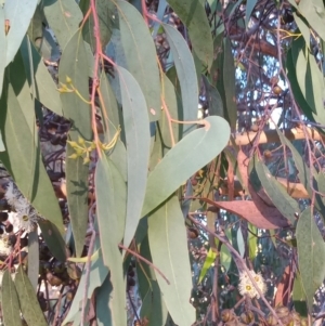 Eucalyptus macrorhyncha at Bonython, ACT - 7 Mar 2023