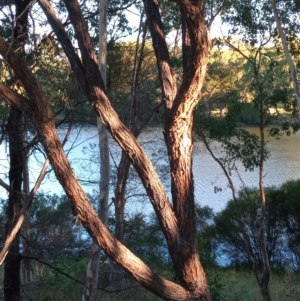 Eucalyptus macrorhyncha at Bonython, ACT - 7 Mar 2023 06:35 PM