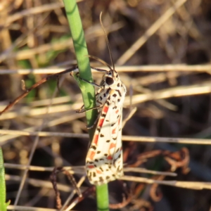 Utetheisa pulchelloides at Kambah, ACT - 7 Mar 2023 07:07 PM