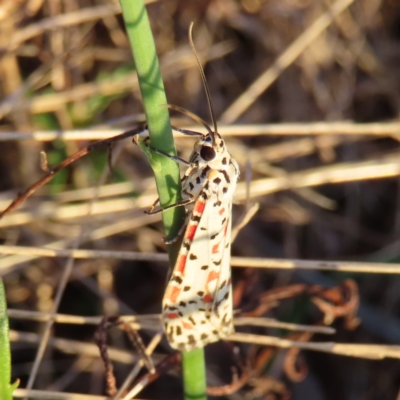 Utetheisa pulchelloides (Heliotrope Moth) at Kambah, ACT - 7 Mar 2023 by MatthewFrawley