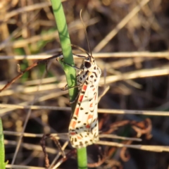 Utetheisa pulchelloides (Heliotrope Moth) at Kambah, ACT - 7 Mar 2023 by MatthewFrawley