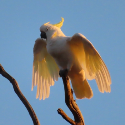 Cacatua galerita (Sulphur-crested Cockatoo) at Mount Taylor - 7 Mar 2023 by MatthewFrawley