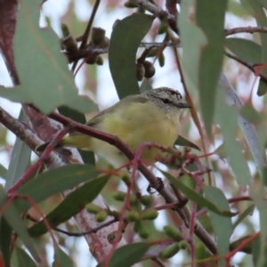 Acanthiza chrysorrhoa at Kambah, ACT - 7 Mar 2023 07:24 PM