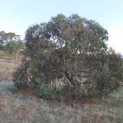 Eucalyptus nortonii (Mealy Bundy) at Kambah, ACT - 7 Mar 2023 by MatthewFrawley