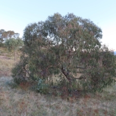Eucalyptus nortonii (Large-flowered Bundy) at Kambah, ACT - 7 Mar 2023 by MatthewFrawley