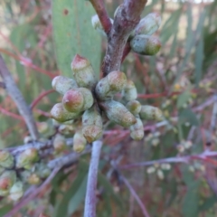 Eucalyptus nortonii at Kambah, ACT - 7 Mar 2023
