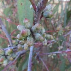 Eucalyptus nortonii at Mount Taylor - 7 Mar 2023 07:28 PM