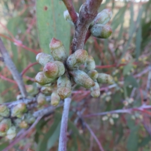 Eucalyptus nortonii at Mount Taylor - 7 Mar 2023