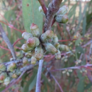 Eucalyptus nortonii at Kambah, ACT - 7 Mar 2023