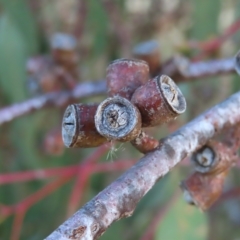 Eucalyptus nortonii at Mount Taylor - 7 Mar 2023