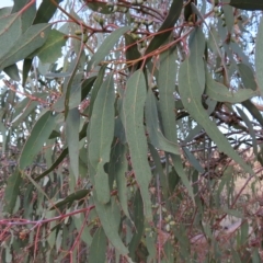 Eucalyptus nortonii at Mount Taylor - 7 Mar 2023