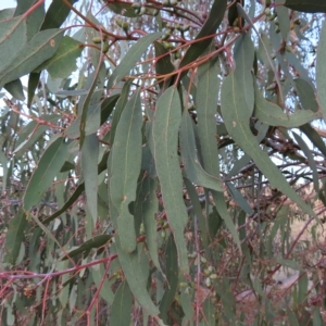 Eucalyptus nortonii at Mount Taylor - 7 Mar 2023