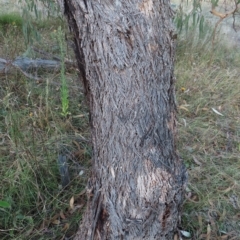 Eucalyptus nortonii at Mount Taylor - 7 Mar 2023