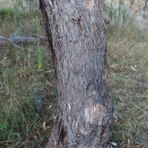 Eucalyptus nortonii at Kambah, ACT - 7 Mar 2023