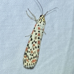 Utetheisa pulchelloides (Heliotrope Moth) at Jerrabomberra, NSW - 6 Mar 2023 by Steve_Bok