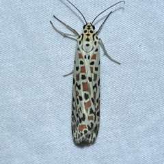 Utetheisa pulchelloides at Jerrabomberra, NSW - 6 Mar 2023 10:58 PM