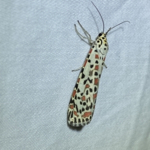 Utetheisa pulchelloides at Jerrabomberra, NSW - 6 Mar 2023 10:58 PM