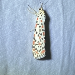 Utetheisa pulchelloides at Jerrabomberra, NSW - 6 Mar 2023