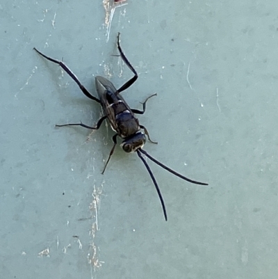 Evaniidae (family) (Hatchet wasp) at Stromlo, ACT - 7 Mar 2023 by SteveBorkowskis