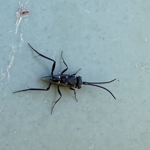 Evaniidae (family) at Stromlo, ACT - 7 Mar 2023