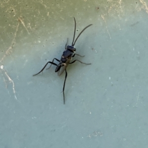 Evaniidae (family) at Stromlo, ACT - 7 Mar 2023