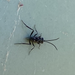 Evaniidae (family) at Stromlo, ACT - 7 Mar 2023