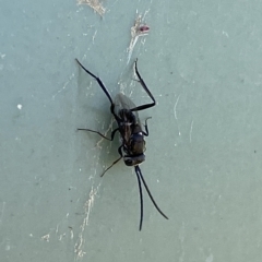 Evaniidae (family) at Stromlo, ACT - 7 Mar 2023