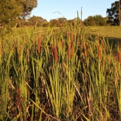 Typha orientalis (Broad-leaved Cumbumgi) at Stranger Pond - 7 Mar 2023 by michaelb