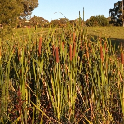 Typha orientalis (Broad-leaved Cumbumgi) at Bonython, ACT - 7 Mar 2023 by MichaelBedingfield