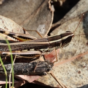 Macrotona australis at Albury, NSW - 5 Mar 2023 10:02 AM