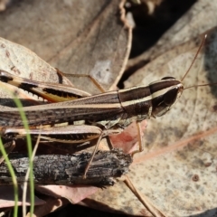 Macrotona australis (Common Macrotona Grasshopper) at Nail Can Hill - 4 Mar 2023 by KylieWaldon