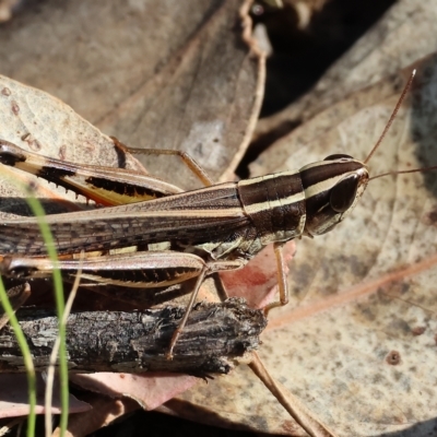 Macrotona australis (Common Macrotona Grasshopper) at Albury, NSW - 4 Mar 2023 by KylieWaldon