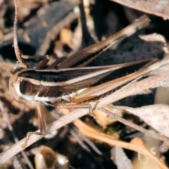 Macrotona australis at Albury, NSW - 5 Mar 2023