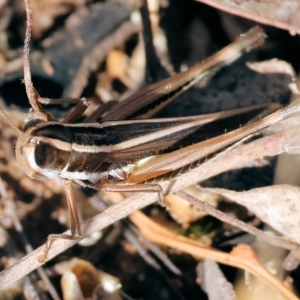 Macrotona australis at Albury, NSW - 5 Mar 2023 10:02 AM