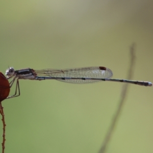 Austrolestes leda at Albury, NSW - 5 Mar 2023