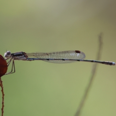 Austrolestes leda (Wandering Ringtail) at Nail Can Hill - 5 Mar 2023 by KylieWaldon