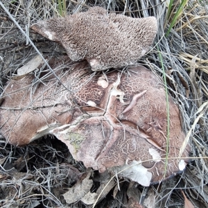 Sarcodon sp. at Captains Flat, NSW - 7 Mar 2023