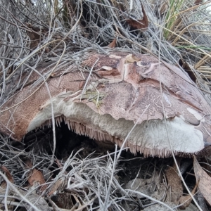 Sarcodon sp. at Captains Flat, NSW - 7 Mar 2023