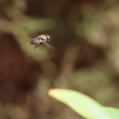 Unidentified True fly (Diptera) at Nail Can Hill - 5 Mar 2023 by KylieWaldon