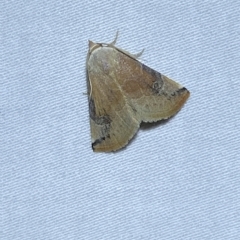 Mataeomera coccophaga (Brown Scale-moth) at Jerrabomberra, NSW - 6 Mar 2023 by SteveBorkowskis