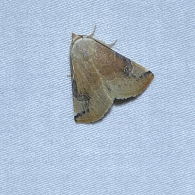 Mataeomera coccophaga (Brown Scale-moth) at Jerrabomberra, NSW - 6 Mar 2023 by SteveBorkowskis